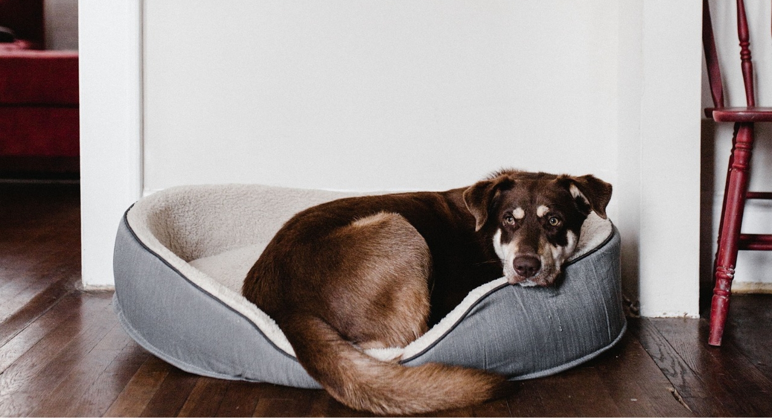 ペットと愉しむ暮らし